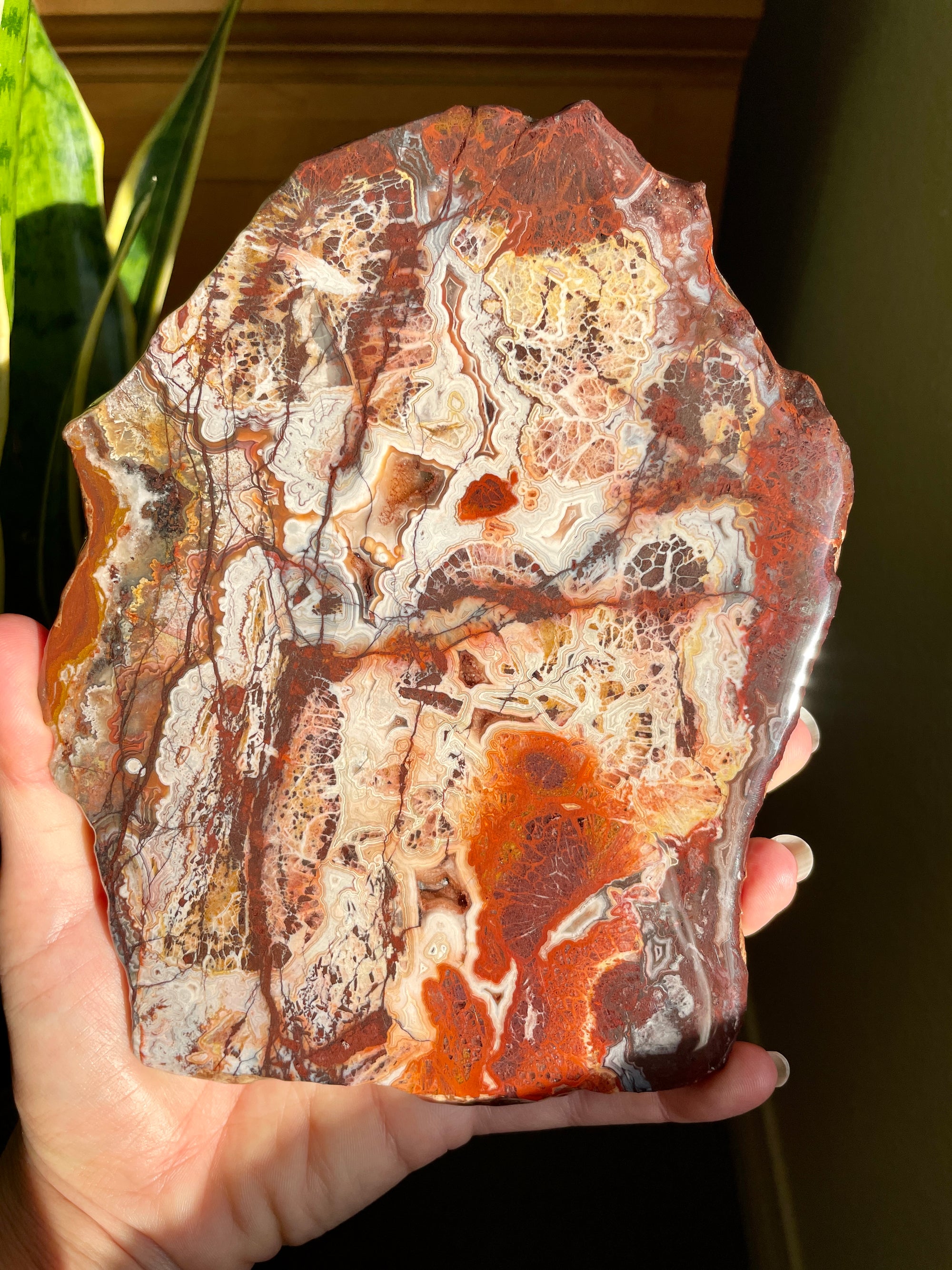 Crazy Lace Agate Slab