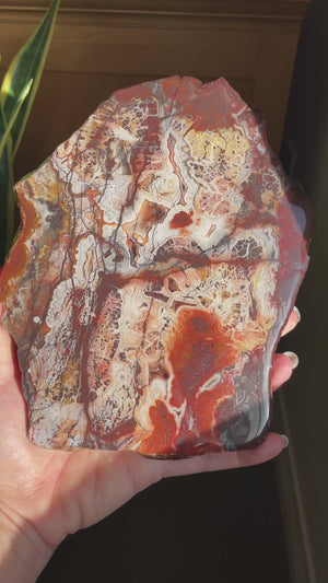 Crazy Lace Agate Slab